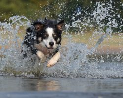 10 Most Hyper Dog Breeds