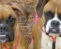 10 Reasons Why You Should NEVER Own A Boxer
