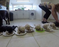 10 Weaning Labrador Puppies Enjoy Solid Food For The First Time