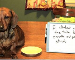 12 Facts Dachshund Lovers Know By Heart