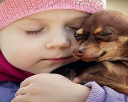 12 Realities New Chihuahua Owners Must Accept