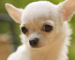 12 Realities New Chihuahua Owners Must Learn To Accept