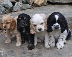 12 Realities New Cocker Spaniel Owners Must Accept