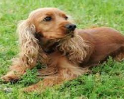 12 Realities New Cocker Spaniel Owners Must Learn To Accept