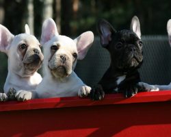 12 Realities New French Bulldog Owners Must Learn To Accept