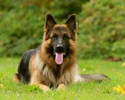 12 Realities New German Shepherd Owners Must Learn To Accept
