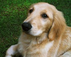 12 Realities New Golden Retriever Owners Must Accept