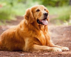 12 Realities New Golden Retriever Owners Must Learn To Accept
