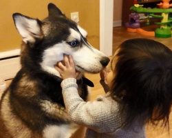 12 Realities New Husky Owners Must Learn To Accept
