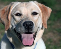12 Realities New Labrador Owners Must Learn To Accept