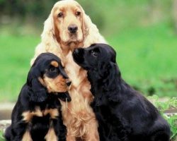 12 Reasons Why You Should Never Own Cocker Spaniels