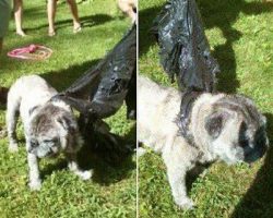 12-Year-Old Girl Saves Elderly Pug Thrown From Moving Car