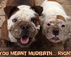 14 Best English Bulldog Memes of All Time