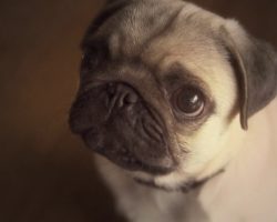 14 Most Frequently Asked Questions About Pugs