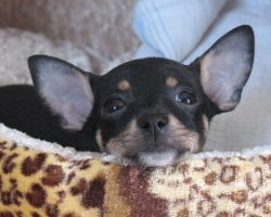 14 Reasons Why Chihuahuas Are The Worst Indoor Dog Breed Of All Time