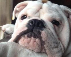 15 Signs That Indicate You’re A Crazy Bulldog Person… And Are Damn Proud of It!