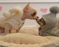 15 Signs That Indicate You’re A Crazy Chihuahua Person… And Are Damn Proud of It!
