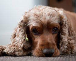 15 Signs That Indicate You’re A Crazy Cocker Spaniel Person… And Are Damn Proud of It!