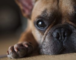 15 Signs That Indicate You’re A Crazy French Bulldog Person… And Are Damn Proud of It!