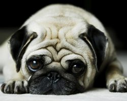 15 Things You (Probably) Didn’t Know About Pugs