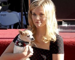 18 Celebrity Chihuahua Owners