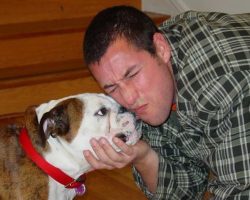 19 Celebrity English Bulldog Owners