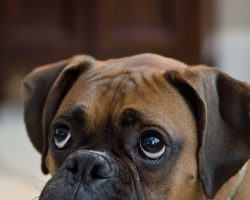 19 Reasons Why Boxers Are The Worst Dogs To Live With