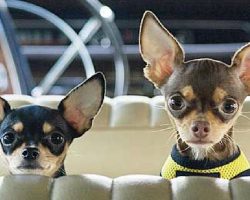 19 Reasons Why Chihuahuas Are The Worst Dogs To Live With