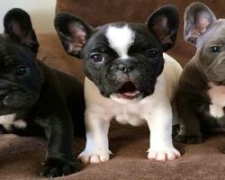 19 Reasons Why French Bulldogs Are The Worst Dogs To Live With