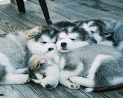 19 Reasons Why Huskies Are The Worst Dogs To Live With