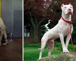 20 Dogs Before & After Getting Adopted