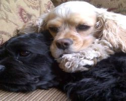 20 Things All Cocker Spaniel Owners Must Never Forget