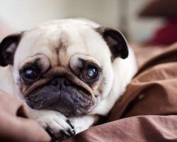 20 Things All Pug Owners Must Never Forget