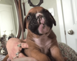 3-Week-Old Boxer Puppy Howling For The First Time Will Melt Your Heart