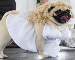 30 Costumes That Prove Halloween Was MADE For Pugs