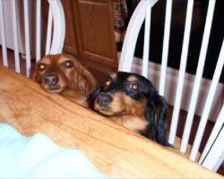5 Problems Only Dachshund Owners Will Understand