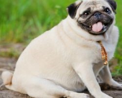 5 Warning Signs Your Dog Might Be Obese