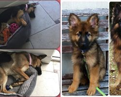 The Most Adorable Pictures of German Shepherds Then And Now