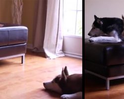 Two Talking Huskies Argue Just Like Human Siblings, We Couldn’t Stop Laughing
