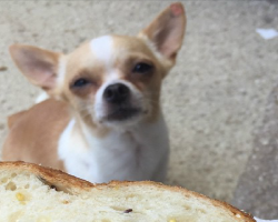 6 Problems Only Chihuahua Owners Will Understand
