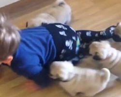 Adorable Toddler Tries to Outcrawl a Stampede of Pug Puppies