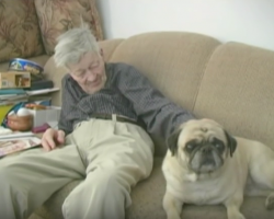 An Elderly Man and His Senior Pug Aging Together. What a Lovely Story!