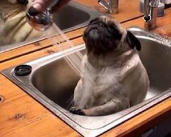 Pug Can’t Contain His Excitement For Bath Time
