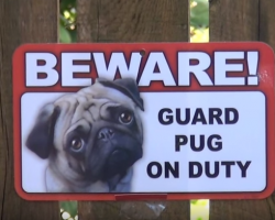 Beware! Guard Pug On Duty!