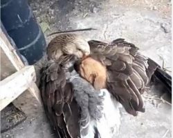 Touching moment of a goose keeping a puppy warm after it was abandoned on the street