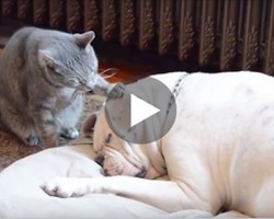 Cat Tries His Absolute Best To Wake Up Sleepy Dog. But Look What Happens Instead…