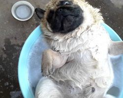 A Pug That Knows How To Chill