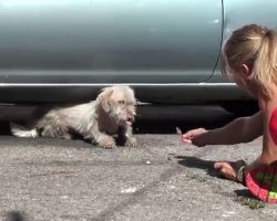 Dog Who Lived On The Streets Since A Puppy Finally Rescued After 7 Months