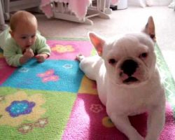 Adorable French Bulldog Teaches Beautiful Little Baby To Crawl