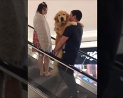 Adorable Golden Retriever Gets Carried Up Escalator